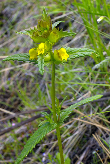 Rhinanthus crista-galli