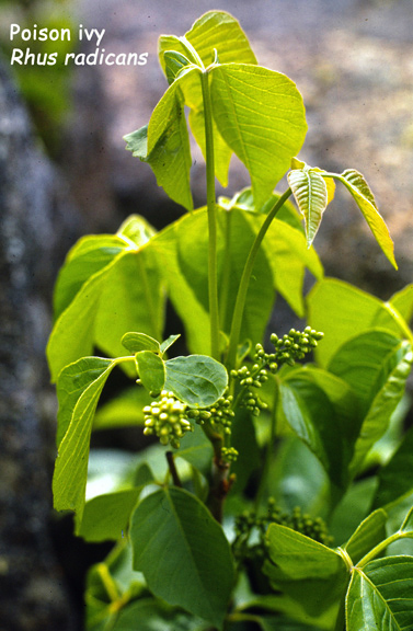 Rhus radicans