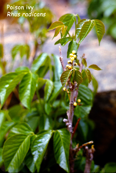 Rhus radicans