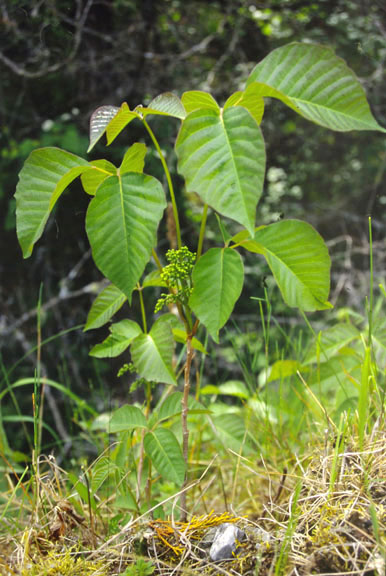Rhus radicans