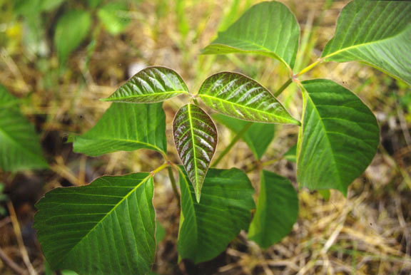 Rhus radicans