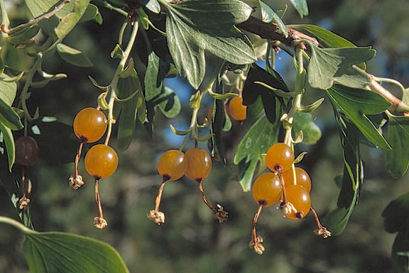 Ribes aureum Pursh.