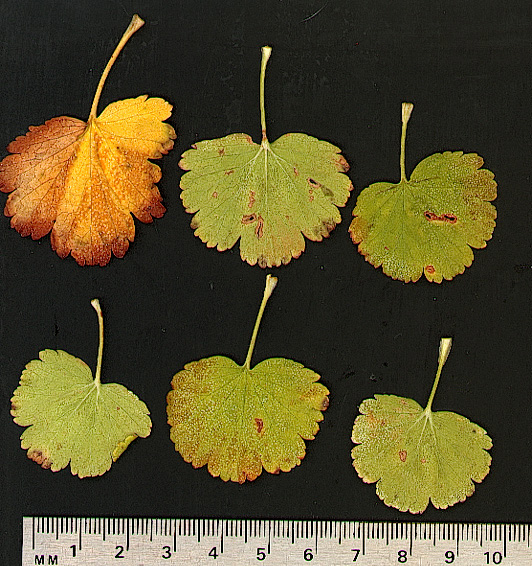 Ribes cereum v. cereum Douglas