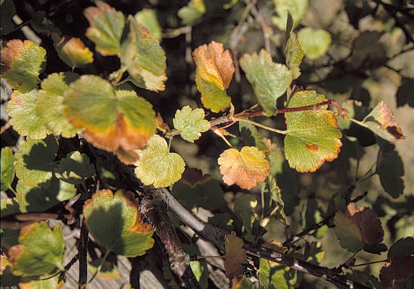 Ribes cereum v. cereum Douglas