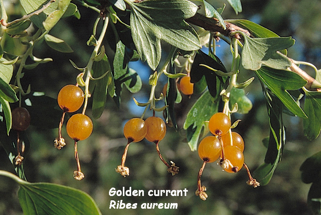 Ribes aureum Pursh.