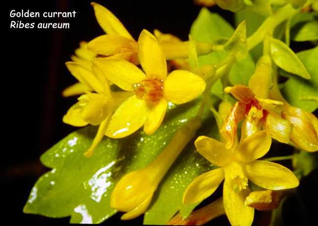 Ribes aureum Pursh.