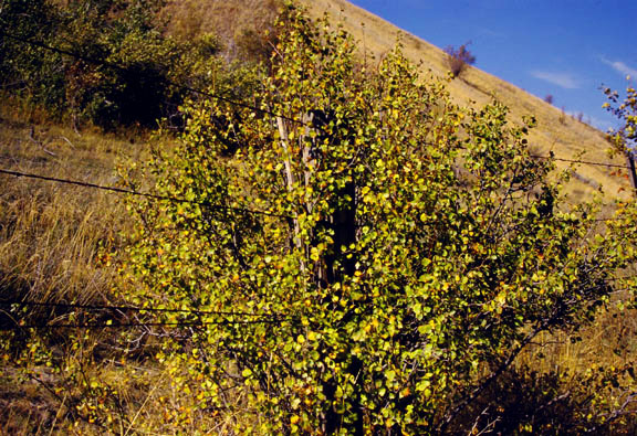 Ribes cereum v. cereum Douglas