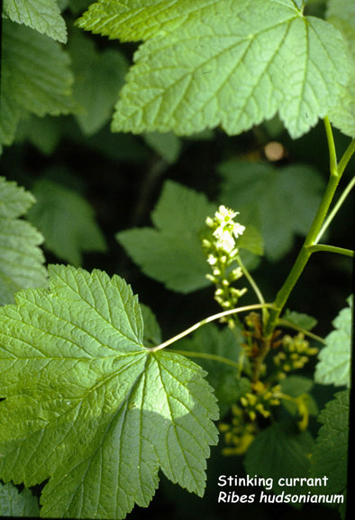 Ribes hudsonianum Richardson