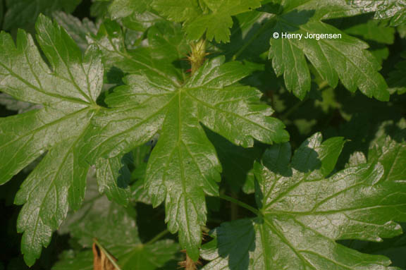 Ribes lacustre (Pers.) Poir