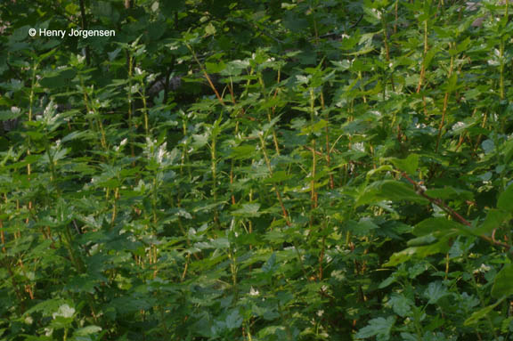 Ribes lacustre (Pers.) Poir