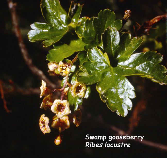 Ribes lacustre (Pers.) Poir