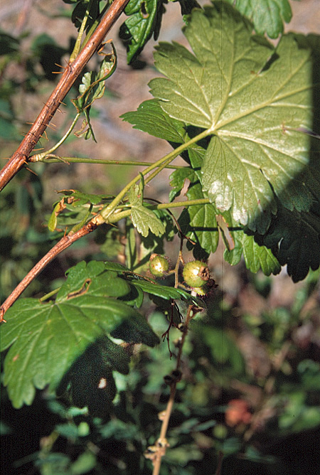 Ribes lacustre (Pers.) Poir