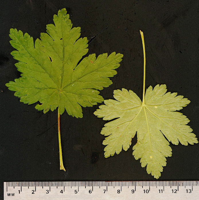 Ribes lacustre (Pers.) Poir