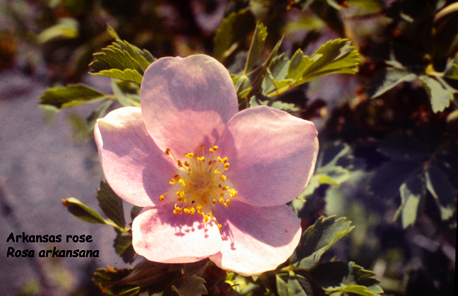 Rosa arkansana
