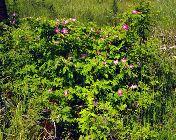 Rosa woodsii v. ultramontana