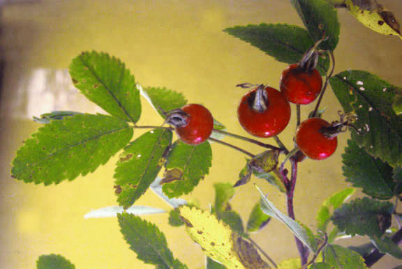 Rosa woodsii v. ultramontana