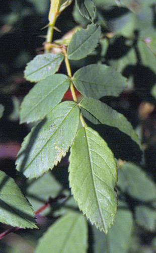Rosa woodsii v. ultramontana
