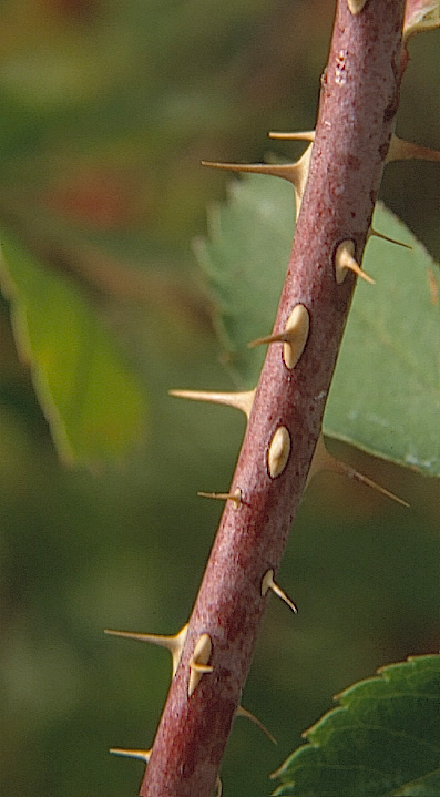 Rosa woodsii v. ultramontana