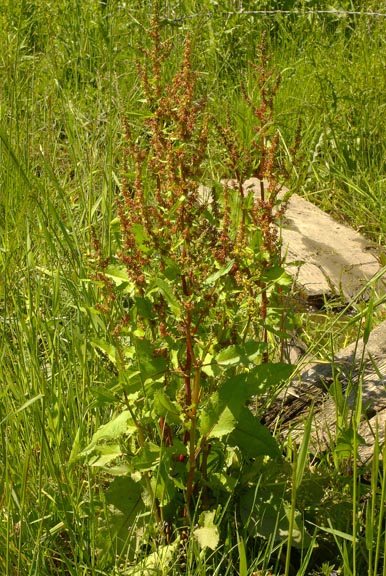Rumex crispus