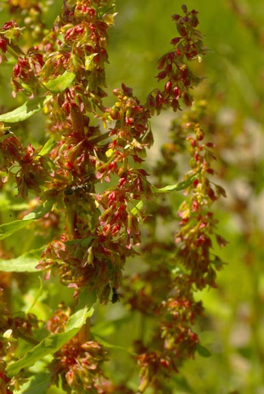 Rumex crispus