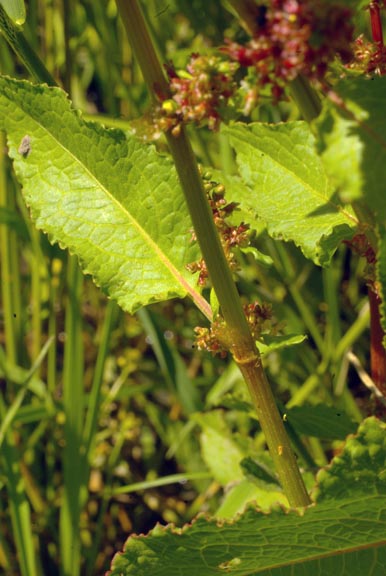 Rumex crispus