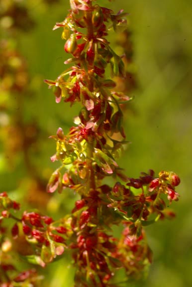 Rumex crispus