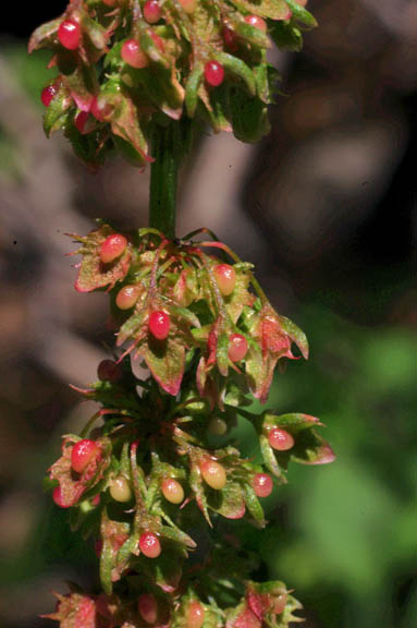 Rumex obtusifolius