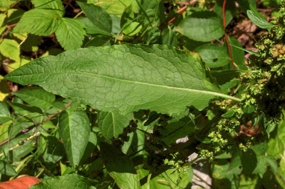 Rumex obtusifolius
