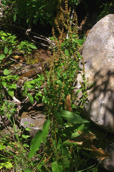 Rumex obtusifolius