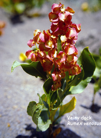 Rumex venosus