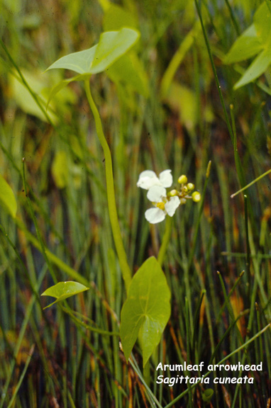 Sagittaria cuneata