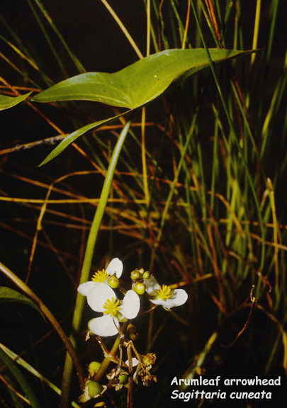 Sagittaria cuneata