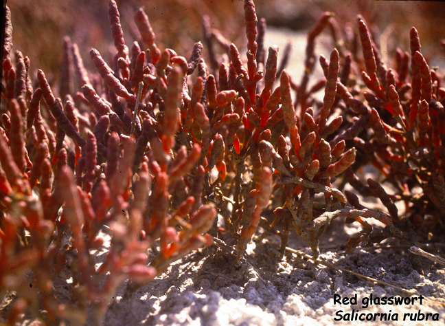 Salicornia rubra