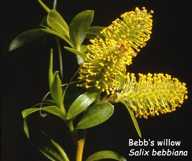 Salix bebbiana