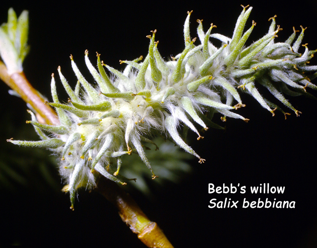 Salix bebbiana