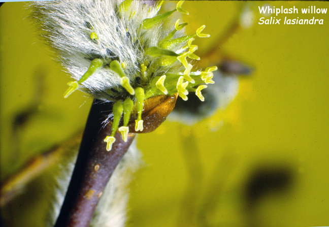 Salix lasiandra