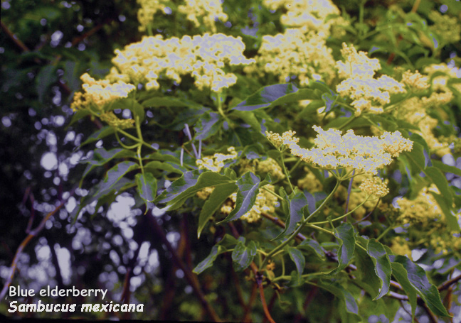 Sambucus mexicana