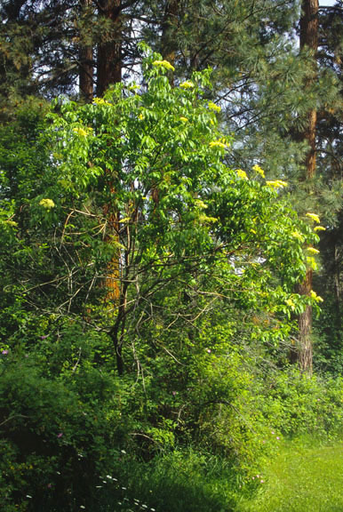Sambucus mexicana