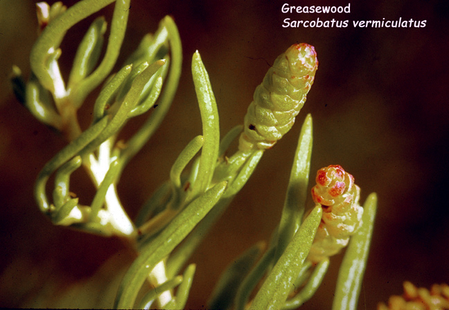 Sarcobatus vermiculatus