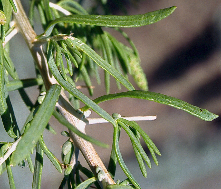 Sarcobatus vermiculatus