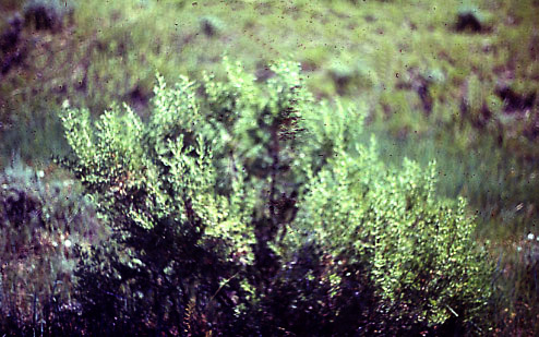 Sarcobatus vermiculatus