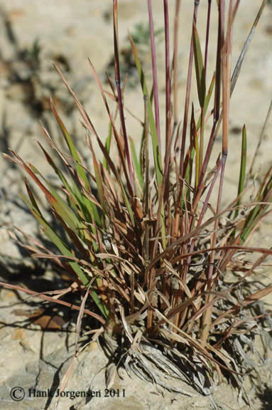 Schizachyrium scoparium