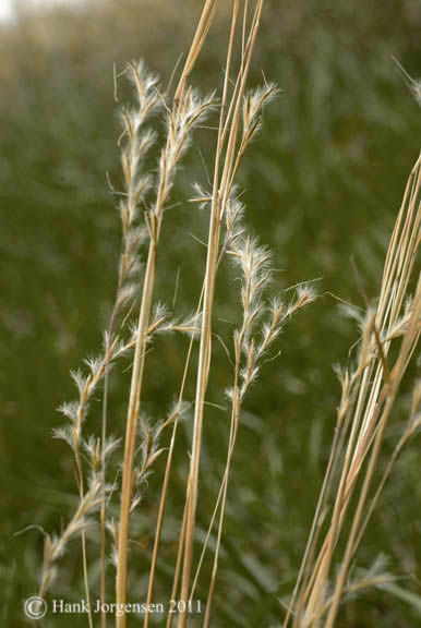 Schizachyrium scoparium