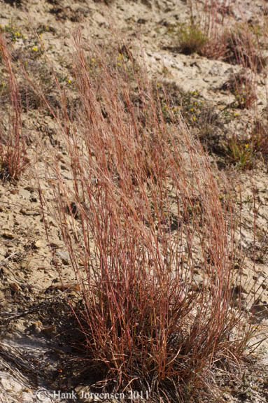 Schizachyrium scoparium