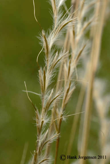 Schizachyrium scoparium