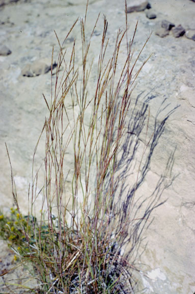 Schizachyrium scoparium