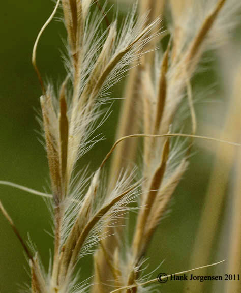 Schizachyrium scoparium