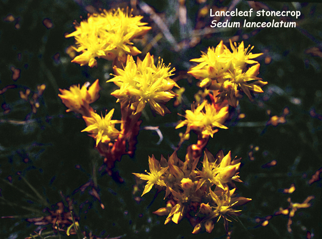 Sedum lanceolatum