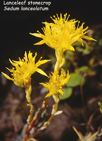 Sedum lanceolatum