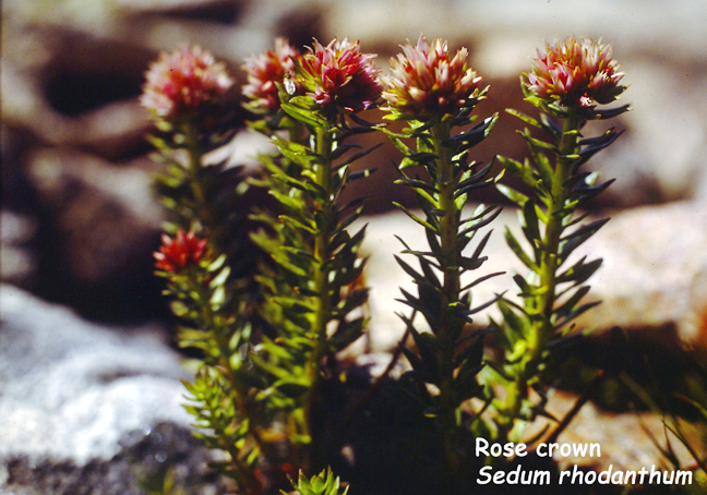Sedum rhodanthum